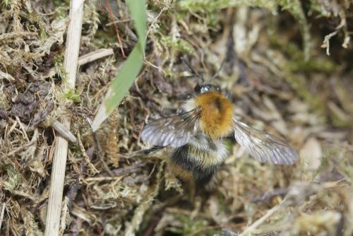 Bombus pascuorum